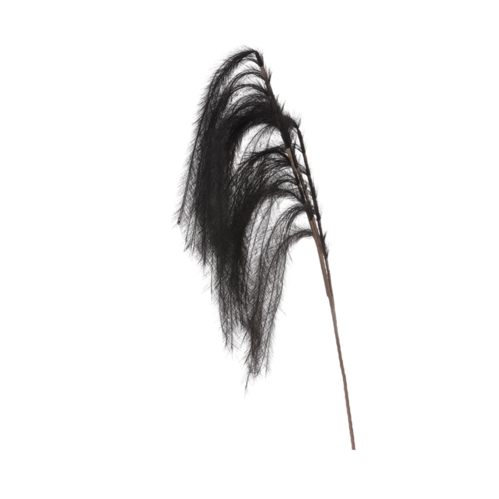 Tige de pampa noire