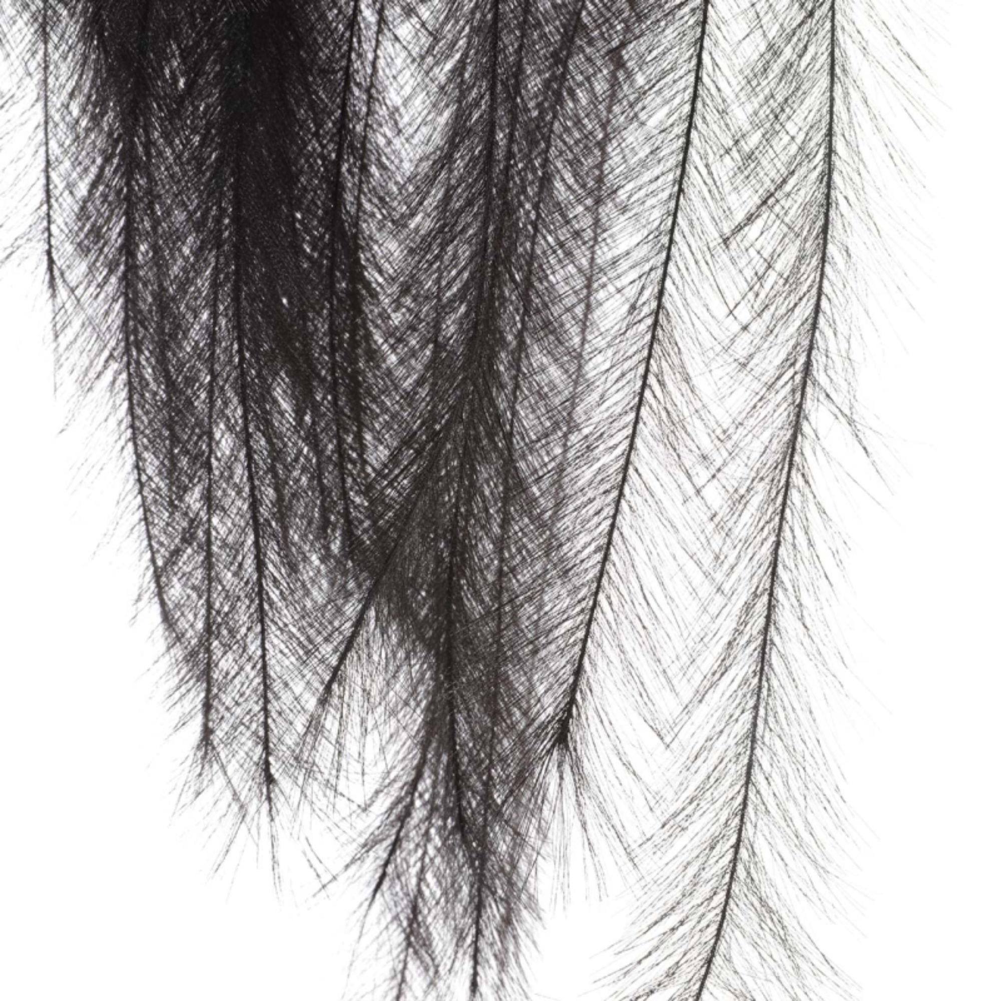 Tige de pampa noire